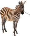 zebra_37