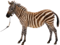 zebra_38