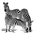 zebra_39