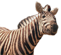 zebra_4