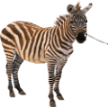zebra_5