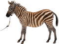 zebra_6