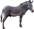 zebra_7