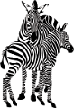 zebra_8