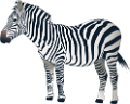zebra_9