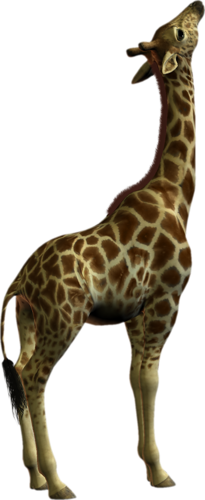 zsiraf_10.png