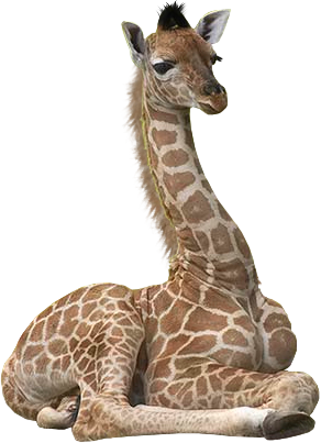 zsiraf_11.png