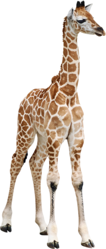 zsiraf_12.png