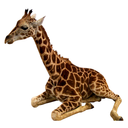 zsiraf_13.png
