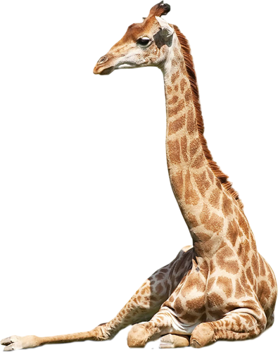 zsiraf_14.png