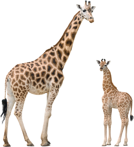 zsiraf_19.png
