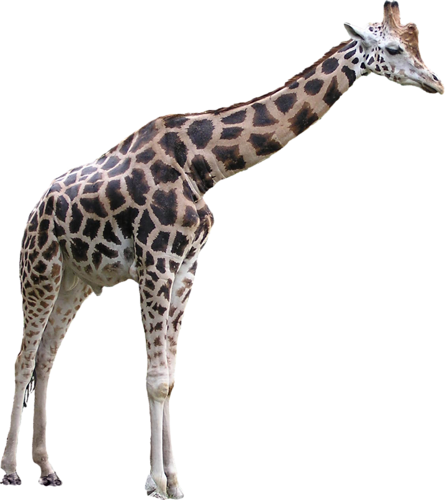 zsiraf_2.png