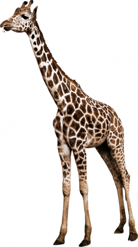 zsiraf_20.png
