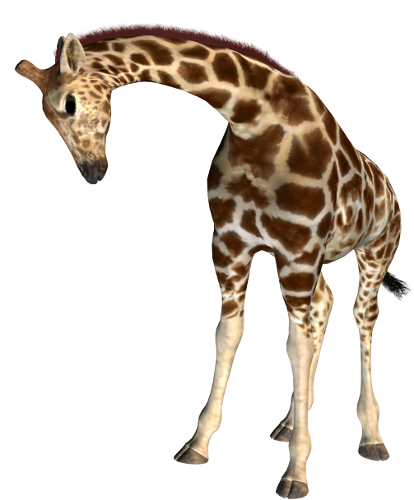 zsiraf_23.png
