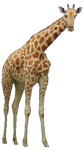 zsiraf_28.gif