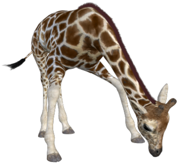 zsiraf_33.png