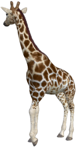 zsiraf_36.png