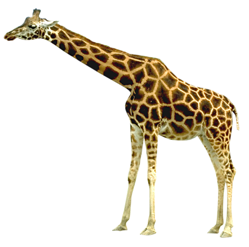 zsiraf_4.png