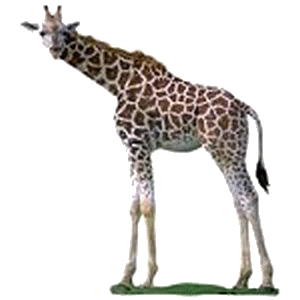 zsiraf_43.gif