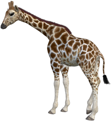 zsiraf_44.png