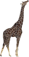 zsiraf_46.gif