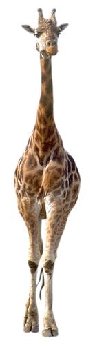 zsiraf_5.png