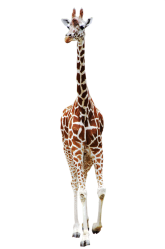 zsiraf_54.png