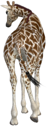zsiraf_55.png