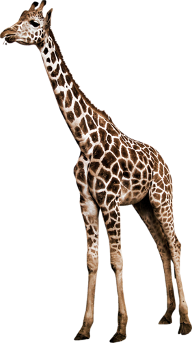 zsiraf_66.png