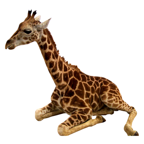 zsiraf_67.png