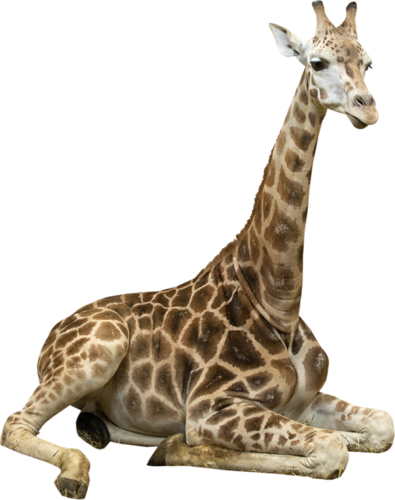 zsiraf_76.png