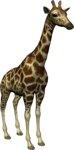 zsiraf_9.png