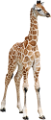zsiraf_12