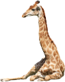 zsiraf_14