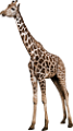 zsiraf_20