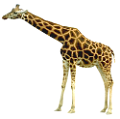 zsiraf_4
