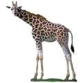 zsiraf_43