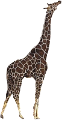 zsiraf_46