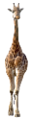 zsiraf_5