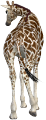 zsiraf_55