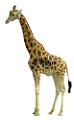 zsiraf_6