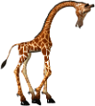 zsiraf_64