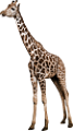 zsiraf_66