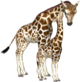 zsiraf_69