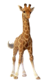 zsiraf_7