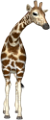 zsiraf_70