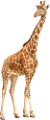 zsiraf_8