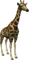 zsiraf_9