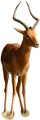 ANTILOP