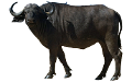 BIVALY